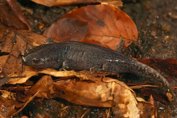 Closeup on a juvenile Mole salamander, Ambystoma talpoideum in fallen autumn leafs