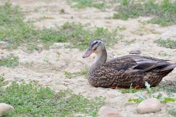 Migratory birds  (ducks, geese, swans)
Migratory birds (ducks ,goose) in Taiwan.
