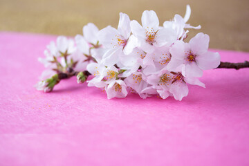 Fototapeta na wymiar 桜の花束と和紙 