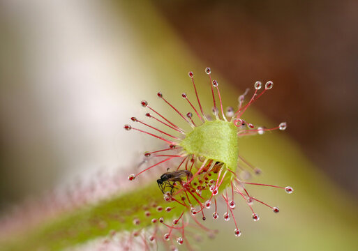Drosera Capensis Carnivorous Plant Sun Rose