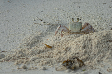 Krabbe auf den Seychellen