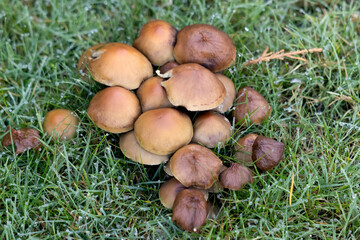 Sulphur Tuft Fungus (Hypholoma Fasciculare) growing in the grass