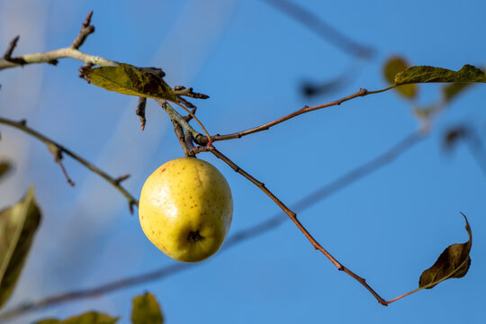 Ripe Wild Yellow Apple On A Tree By Cripplegate Lake In Sussex