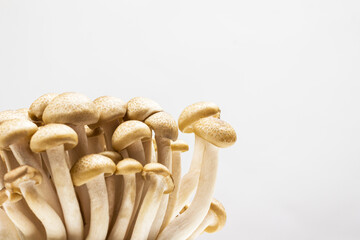 Broun Shimeji mushrooms close up. Top view. White background.