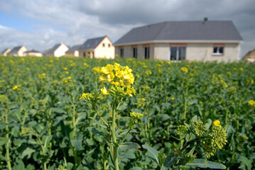 Foncier, lotissement en construction. sur des terres agricoles. Champ de colza en premier plan