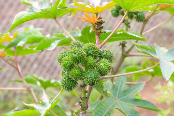 Castor oil plant, asia Castor fruits green Castor oil image