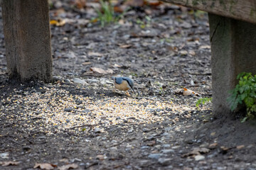 Nuthatch by a wooden bench ready to eat some seed