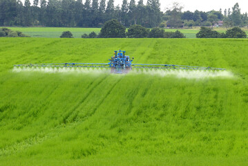 Traitement racoursisseur sur champ de lin afin de limiter les dégats occasionnés par un orage