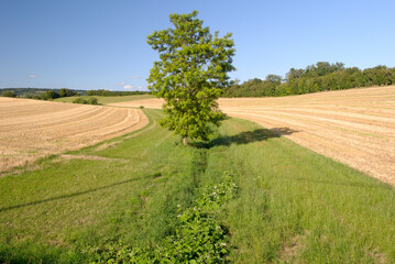 Protection des cours d'eau. Bande enherbée réglementaire au milieu d'un champ de blé moissonné
