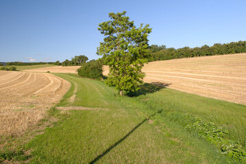 Protection des cours d'eau. Bande enherbée réglementaire au milieu d'un champ de blé moissonné