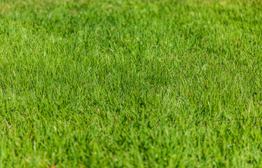 Closeup shot of vibrant green turf grass growing in a lawn on a sunny day