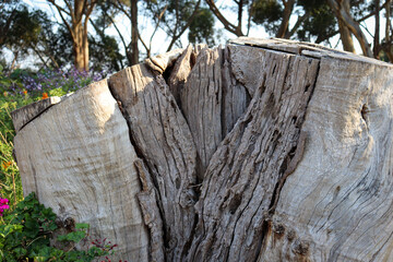 tree trunk cut