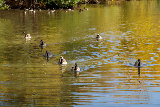 Canada Geese (Branta canadensis) swimming in the sunshine at a lake in Surrey