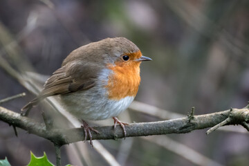 Robin looking alert in a tree on a cold winters day