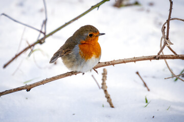 Robin looking alert in a tree on a cold winters day