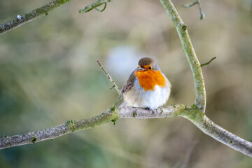 Robin looking alert in a tree on a cold winters day