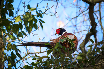 Common Pheasant (phasianus colchicus) resting in an Oak tree in wintertime
