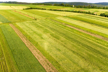Fototapeta premium Aerial view of green agricultural fields in spring with fresh vegetation after seeding season on a warm sunny day.