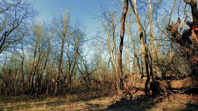 Airplane in the Woods - Italy