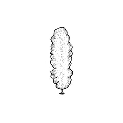 Hand drawn sketch style seaweed. Deep underwater or reef seaweed. Retro vintage illustration of ocean or sea plant. Vector drawing isolated on white background.