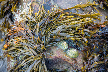 Limpets and seaweed clinging to a rock at Broad Haven © philipbird123