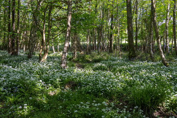 Ramsons or Wild Garlic (Allium ursinum) blooming in springtime near East Grinstead