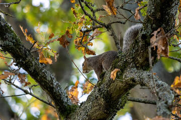 Grey Squirrel (Sciurus carolinensis) resting in a tree