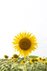 Sunflower in the garden on a white background.