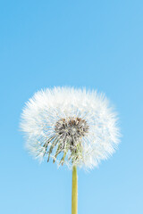 One white fluffy dandelion and blue sky. Summer spring natural landscape.