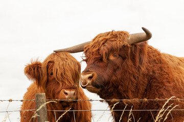 Pair of Highland Cattle, Male and Female, on an overcast day in Scotland behind a barbed-wire fence. Looking towards Camera.