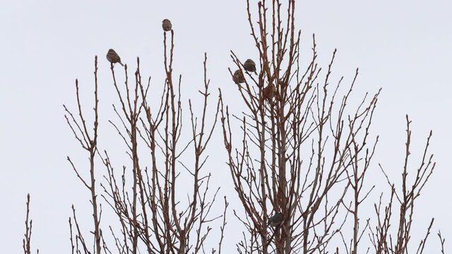 Dark eyed juncos in a tree against a completely grey sky.  Perfect for composite or background replacement.