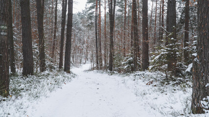 zima, las, śnieg, zimno, mróz, dzień, natura, środowisko, świeże powietrze, biel drzewa, bór