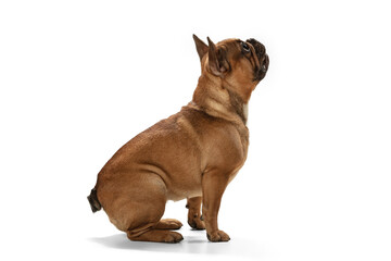 Young brown French Bulldog playing isolated on white studio background