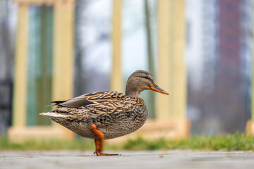 One gray wild duck walking in summer park.