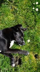 a 6 months old mixed-breed black and white dog from Eastern Europe in the grass