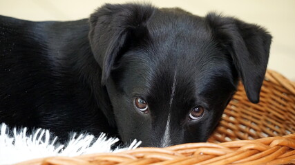 a 5 months old mixed-breed black and white dog from Eastern Europe in a basket