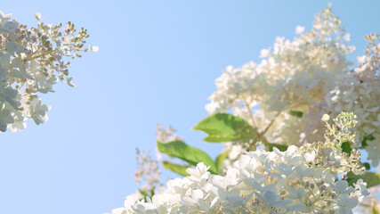 The bush of white and pink hydrangea (Hydrangea macrophylla, Hortensia flowers) in the garden against a blue sky. Tender romantic floral background.