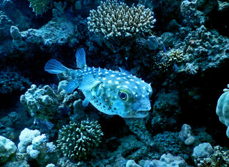 puffer fish with prickles out on guard near coral reef formation under the water surface  © Vitaliy Honor 