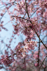 View of Kawashiro park in Tamba city, Hyogo, Japan at full blooming season of cherry blossoms