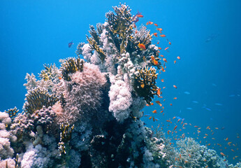 Naklejka na ściany i meble coral reef in sea with small colourful fishes around and deep blue in the back 
