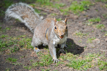Squirrel in Hyde park, London, UK
