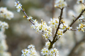Obraz premium Fruit tree twigs with blooming white and pink petal flowers in spring garden.