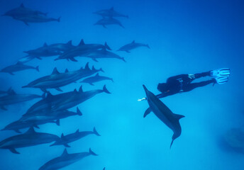 free diving with huge group of playful dolphins in red sea 