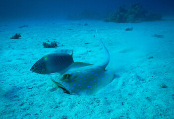 Fototapeta na wymiar underwater picture of blue spotted ray and reef fish feeding together 