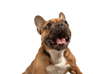 Young brown French Bulldog playing isolated on white studio background