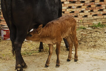  a newborn calf with umbilical cord is sucking the breast under a cow