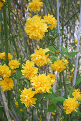 Kerria japonica pleniflora also called Japanese kerria bush in bloom on springtime