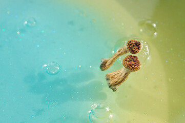 Psilocybin mushrooms on blue background. Psychedelic magic trip, cosmic consciousness. Dried Psilocybe Cubensis Golden Teacher in row, isolated, flat lay. Micro-dosing concept.