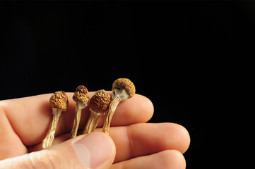 Psilocybin mushrooms in man's hand on black background. Psychedelic magic trip. Dried edible mushrooms Golden Teacher. Medical usage. Microdosing concept.