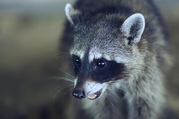 Naklejka na ściany i meble wild nosoha, american raccoon, animal in the wild